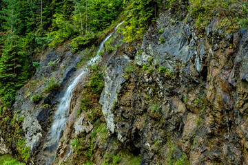 Hwy 1 roadside Mount Revelstoke National Park British Columbia Canada