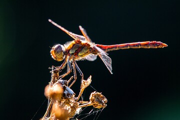 Dragonfly