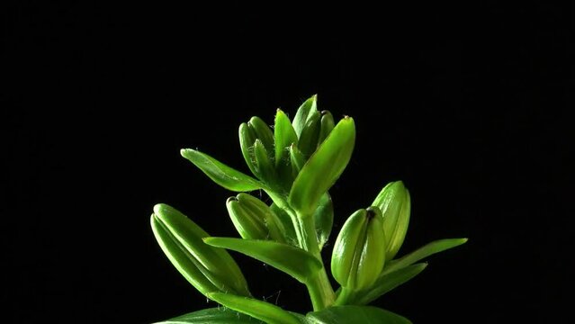 Growing lily plant. Flower buds. Timelapse on a black background.
