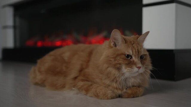 Cute red cat warming up by the fireplace close-up