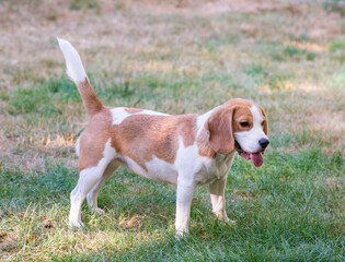 playfull funny beagle dog