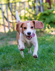 playfull funny beagle dog