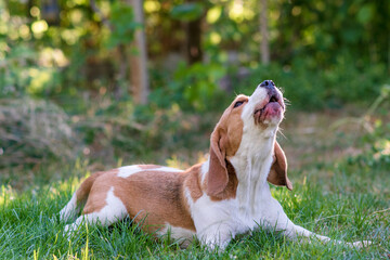 Portrait of a cute beagle dog on a green lawn