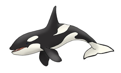 Orca