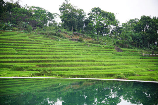 Hotel pool view to beautiful green and fresh rice paddy in Pu Luong, Vietnam