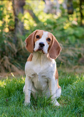 Portrait of a cute beagle dog on a green lawn - obrazy, fototapety, plakaty
