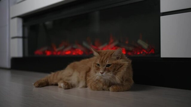 A red cat of the Kuril Bobtail breed lays warm by the fireplace