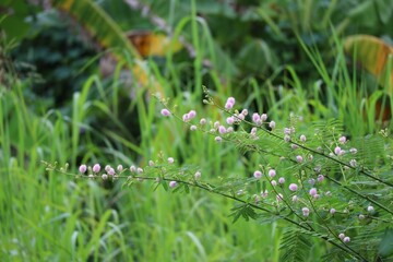 flowers in the meadow