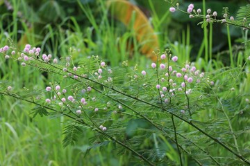 flowers in the meadow