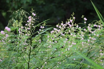 flowers in the field
