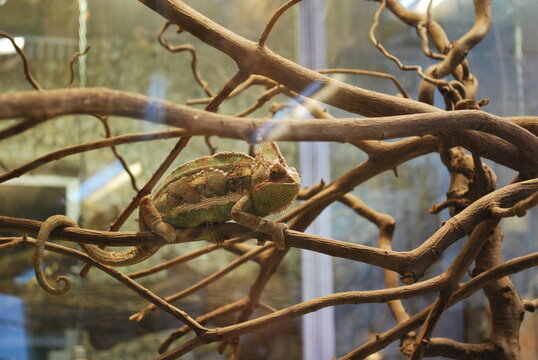 chameleon in the zoo