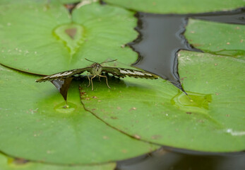 butterfly on a leaf