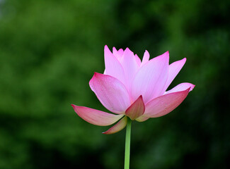 Obraz premium ハスの花