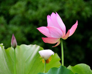 Obraz premium ハスの花