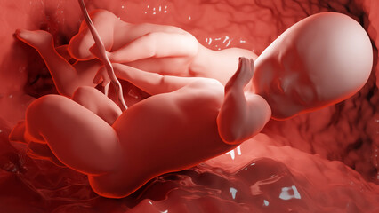 3d rendered medically accurate illustration of twins in the womb, Monozygotic twins in uterus with single placenta, Human twin fetuses, prenatal growing baby, pregnancy health and fetal,  - obrazy, fototapety, plakaty