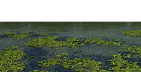 Swamps with lotuses and aquatic plants on a white background.