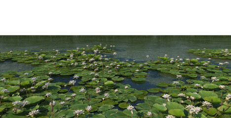 Swamps with lotuses and aquatic plants on a white background.