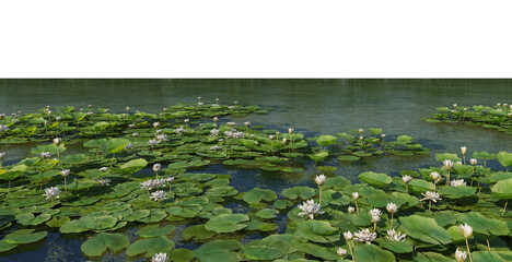 Swamps with lotuses and aquatic plants on a white background.