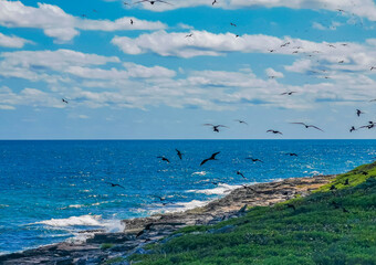 Fototapeta na wymiar Fregat birds flock fly blue sky background Contoy island Mexico.
