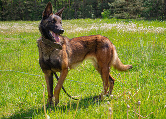 Belgian shepherd dog on green grass