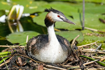 Great Crested Grebe