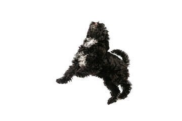 Studio shot of cute puppy of Maltipoo dog playing, running, jumping isolated over white background. Concept of animal, care, vet, active lifestyle