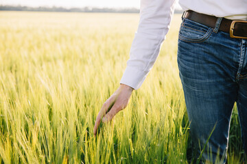 A farmer's hand on a wheat field in Ukraine. The concept of grain export blockade