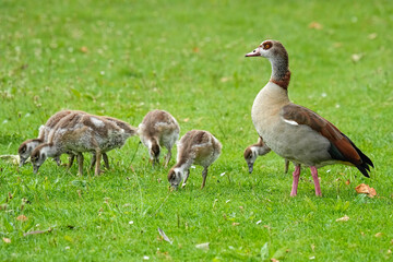 Egyptian Geese - Netherlands