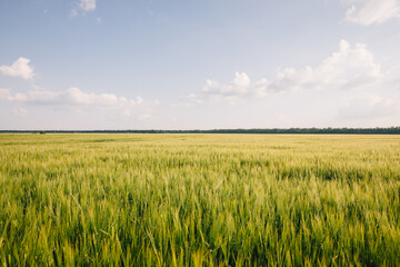Landscape of a field of young fresh wheat in Ukraine