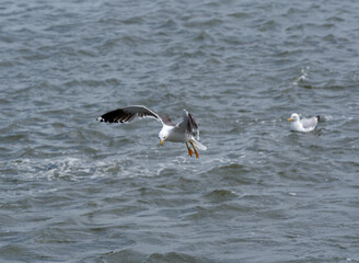 Sturmmöwe bei der Jagd in Amrum