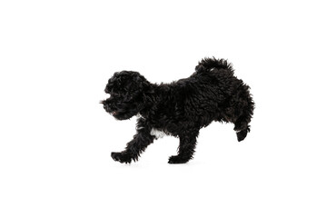 Portrait of fluffy curly black Maltipoo dog posing isolated over white background. Concept of animal, care, vet, active lifestyle
