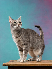 Obraz na płótnie Canvas Portrait of playing cat, studio shot