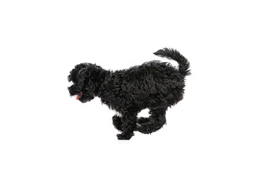Studio shot of cute puppy of Maltipoo dog playing, running, jumping isolated over white background. Concept of animal, care, vet, active lifestyle