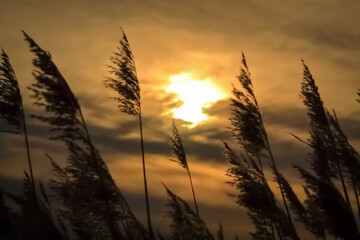 Marsh Grasses on a Windy Golden Evening, County Wicklow