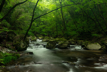 Obraz premium 新緑の渓流