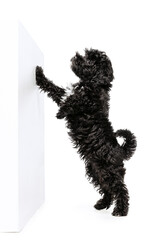 Studio shot of cute puppy of Maltipoo dog playing, running, jumping isolated over white background. Concept of animal, care, vet, active lifestyle
