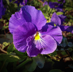 Purple Pansy in a Flower Bed