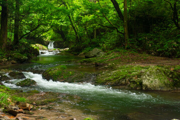 新緑の渓流