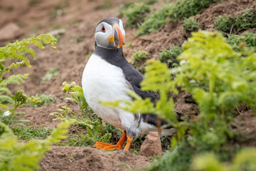 An iconic wild seabird, the  Atlantic Puffin (Fratercula arctica)