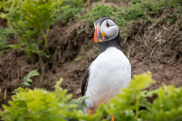 An iconic wild seabird, the  Atlantic Puffin (Fratercula arctica)