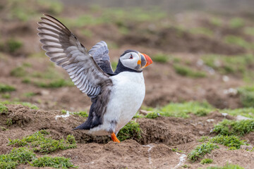 An iconic wild seabird, the  Atlantic Puffin (Fratercula arctica)