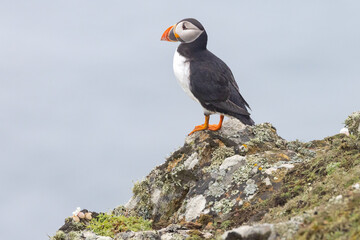 An iconic wild seabird, the  Atlantic Puffin (Fratercula arctica)