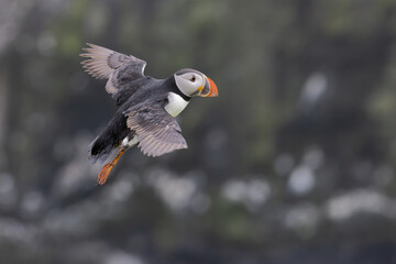 An iconic wild seabird, the  Atlantic Puffin (Fratercula arctica)