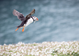 An iconic wild seabird, the  Atlantic Puffin (Fratercula arctica)
