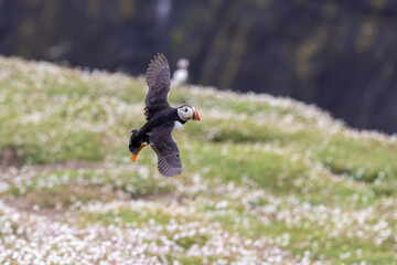 An iconic wild seabird, the  Atlantic Puffin (Fratercula arctica)