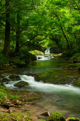 Naklejka premium 新緑の渓流
