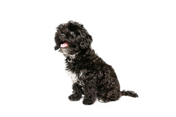 Portrait of fluffy curly black Maltipoo dog posing isolated over white background. Concept of animal, care, vet, active lifestyle