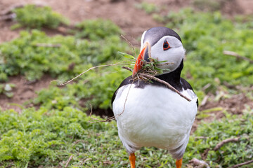 An iconic wild seabird, the  Atlantic Puffin (Fratercula arctica)