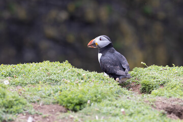 An iconic wild seabird, the  Atlantic Puffin (Fratercula arctica)