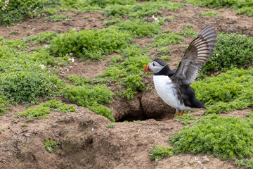 An iconic wild seabird, the  Atlantic Puffin (Fratercula arctica)